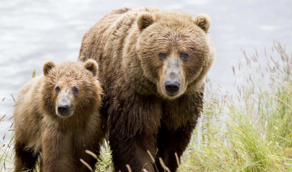 Bears should be brought back to Britain's countryside - London Globe