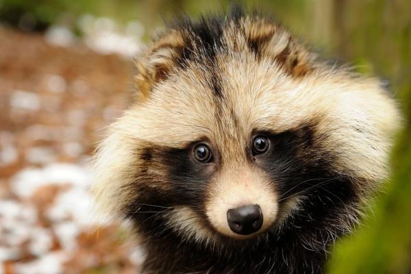 Exotic Raccoon dogs pose a major threat to Britain's wildlife, warns ...